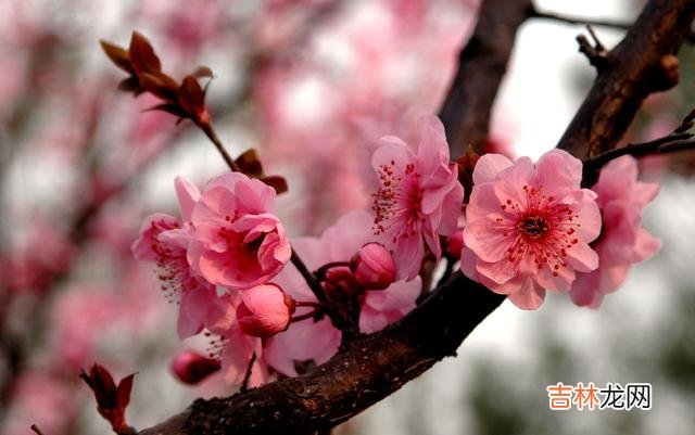 真心爱你的人，会把你放在心里最重要的位置上