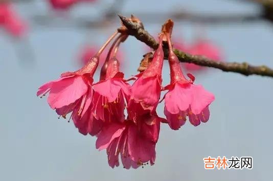 真心爱你的人，会把你放在心里最重要的位置上