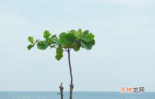 你有处理不好婆媳关系的烦恼吗？原以为结婚是两个人过幸福美满的日子 婆媳之间，在于彼此的相处，懂得把握分寸，才能赢得良好的关系