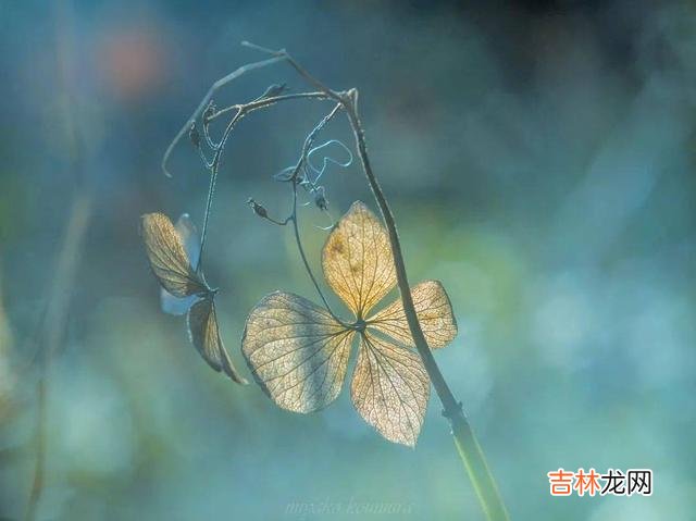 一个真正聪明的女人，最漂亮的活法，其实是只有一种