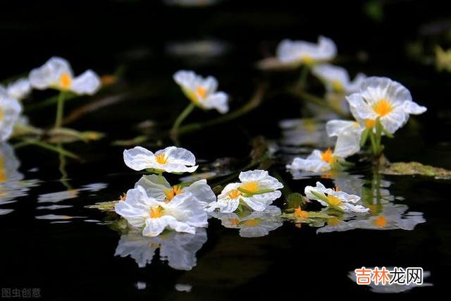 在加西亚·马尔克斯的《霍乱时期的爱情》一书里 在这个世界上，从来不缺乏真正痴情的人，缺的是两情相悦的美满