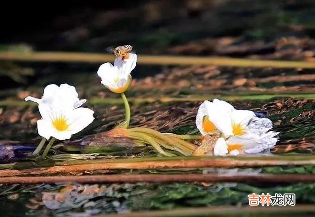 在加西亚·马尔克斯的《霍乱时期的爱情》一书里 在这个世界上，从来不缺乏真正痴情的人，缺的是两情相悦的美满
