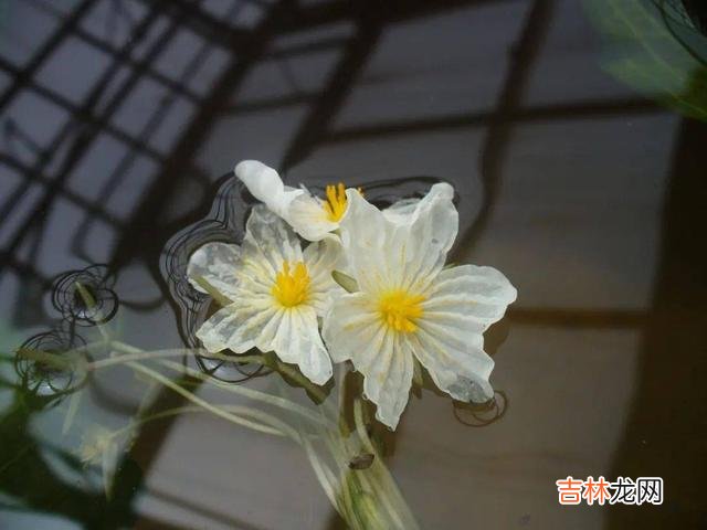 在加西亚·马尔克斯的《霍乱时期的爱情》一书里 在这个世界上，从来不缺乏真正痴情的人，缺的是两情相悦的美满