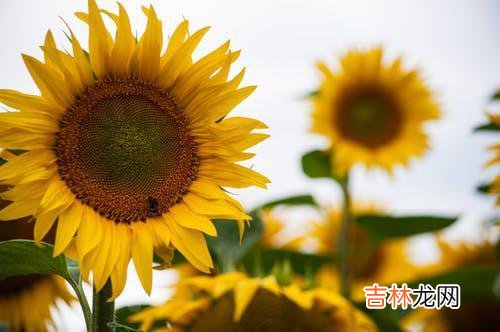 01“从来没有想要背叛婚姻 背叛婚姻，妻子与妻子结婚多年，妻子与婆婆相处不好