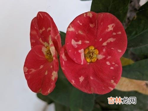 1心理学人本主义流派中有这样一句话“今天是你剩余生命里的第一天</str...|感情里，不去报复，放过他人，就是成就自己