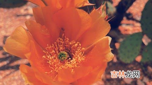 夫妻背叛婚姻没有问题的态度，夫妻关系里存在的怨言