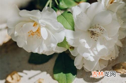 1人类最宝贵的财富是大脑 背叛婚姻的人不值得原谅，我会一直恨他，让他一辈子过不好