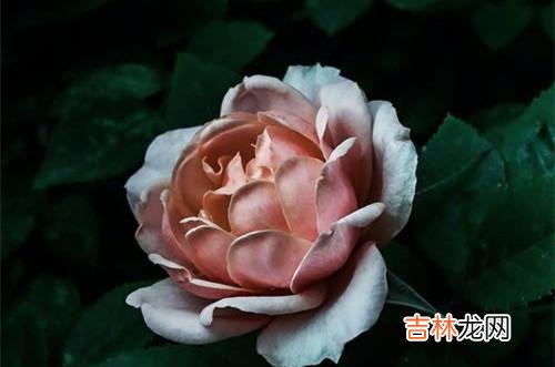 1被背叛的确很痛苦 背叛发生后，你会很容易受过去的记忆所影响，你会很痛苦