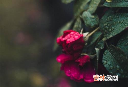 1真爱 把婚外感情当作一份可以被你“利用”的情感观念和经营