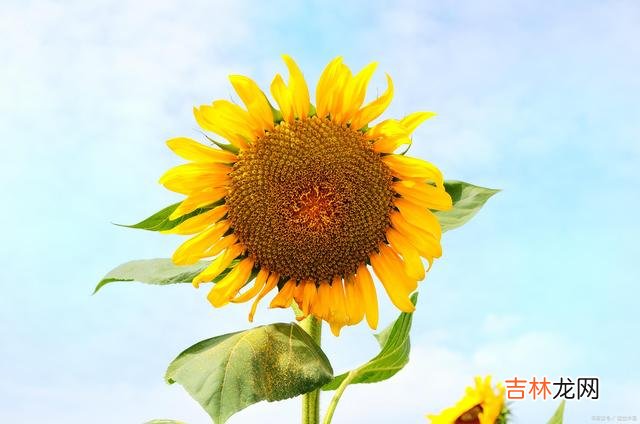 虚伪的人 虚伪的人，总是用谎言，爱奉承别人，会假装大方的人