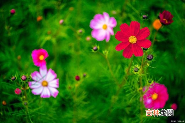 作家三毛曾说:“朋友中的极品 真正的朋友,不会用物质来衡量,是真正的交心