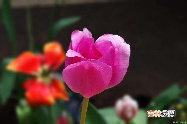 作家三毛曾说:“朋友中的极品 真正的朋友,不会用物质来衡量,是真正的交心