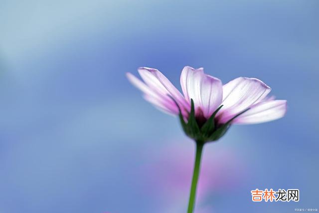作家三毛曾说:“朋友中的极品 真正的朋友,不会用物质来衡量,是真正的交心