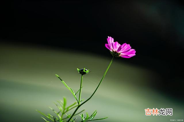 作家三毛曾说:“朋友中的极品 真正的朋友,不会用物质来衡量,是真正的交心