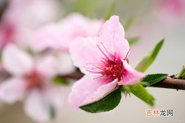 我们常常在电视剧里 为什么丈夫去世后，女人多半不再找新对象，原因很现实