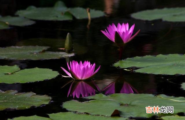 人生如粥 心理学:人生如粥,吃苦之后,会让我们更加落寞
