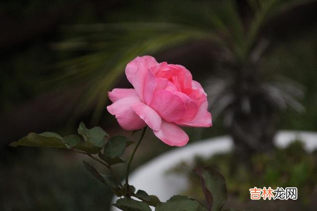 你懂我，胜过我懂你，胜过这人世间的一切