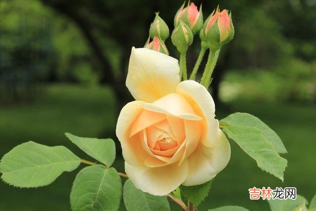 你懂我，胜过我懂你，胜过这人世间的一切