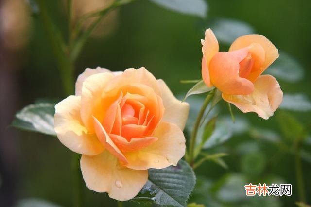 你懂我，胜过我懂你，胜过这人世间的一切