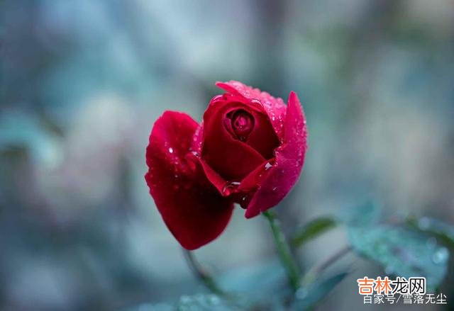 总奢望爱情能够挽救自己 爱情里没有对错，如果是真爱，就会是包容与理解的