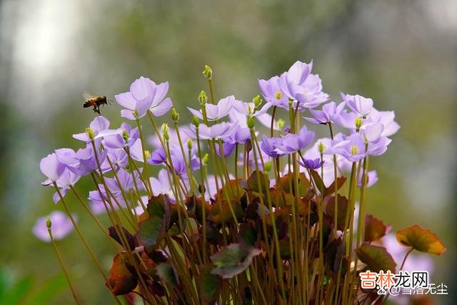 金星曾说过:“爱情可以抛开生活去谈 如果你老公是以下几种,婚姻多半过不到头,早做打算吧