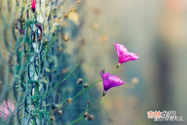 有些男人 若想成功撩到喜欢的女生,需要4个必备条件,缺一不可