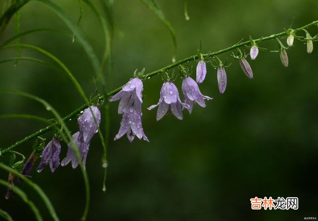 都说情侣之间谈钱见人品 男人给你发“微信红包”，说明他真的爱你