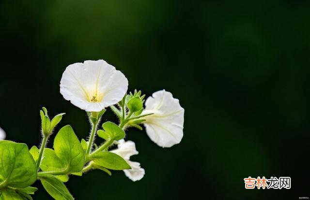 总想自己的日子过得如行云流水 如果女人想活得有底气，就要有份踏实的工作