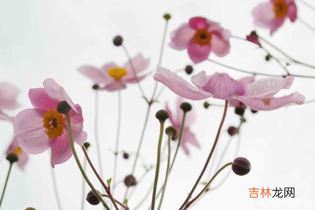 都说女人最好命 女人若想幸福，过得好，就记住自己，忘了别人，与岁月前行