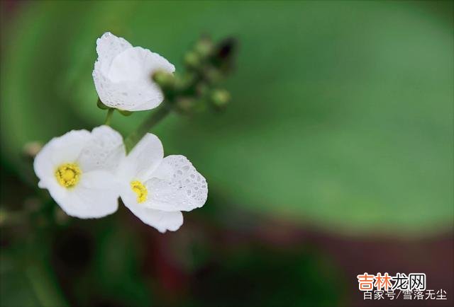 做人不易，学会“放下”，才能一生顺遂