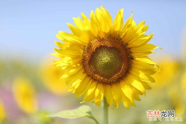 特别喜欢董卿说的一段话：“无论我们最后生疏成了什么样子 深爱一个人，却不能在一起，再舍不得也要这样做