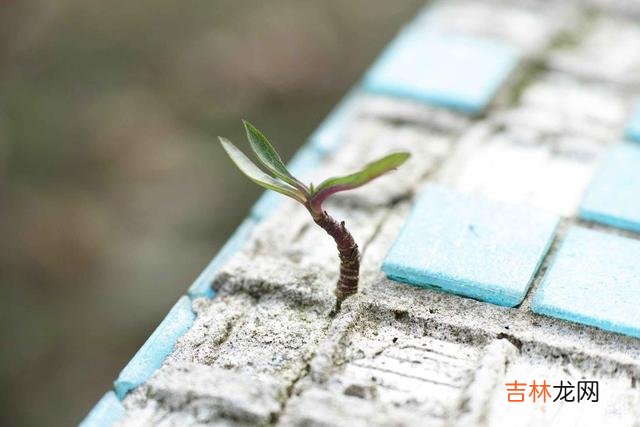 人的一生会经历很多事情 其实，越有本事的人，越懂得“自愈”