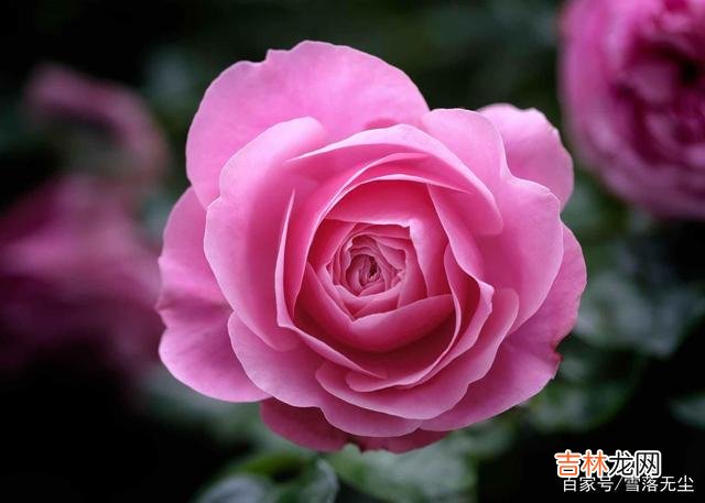 木心在《从前慢》里写道：“从前车马很慢 婚姻里，无论和谁过，有句话请时刻牢记