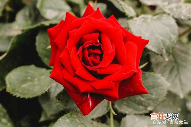爱情里 男人在不在乎你，断联一天，便知道答案了