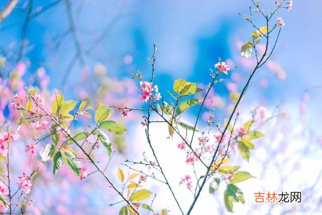 从小到大 一个人真正的幸福，不是赚钱多，也不是有人爱，而是不与他人比较