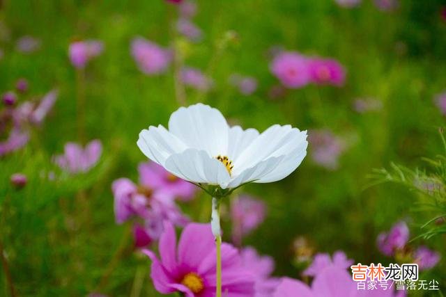 林清玄说：“心里若装了太多的垃圾 转眼半生已过，你早该学会“放过”