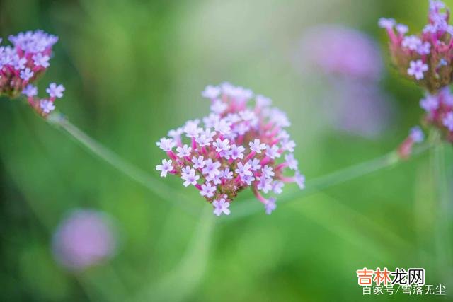在综艺节目《我们恋爱吧》中 爱一个人，明知是错却又放不下，那就这么做吧