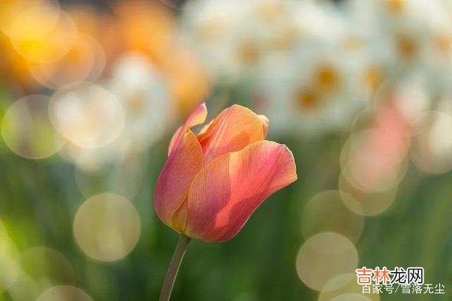 现在是快节奏的时代 其实，人生最好的状态，莫过于一个“慢”字