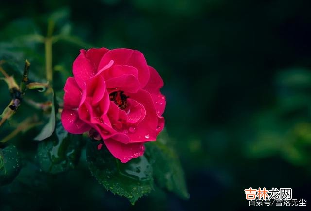 在一篇文章里 有的女人，靠着足够“狠”，活成了自己想要的样子
