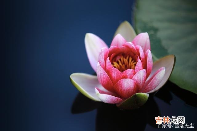 作家马德曾说:“低调的人 唯有低调,才是为人处世的法则,更是人生成熟的修养