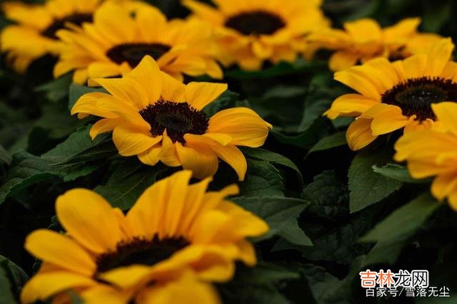 作家戴高乐曾说：“到月球上去不算太远 能白首的爱情，都是不急、不燥，等着那个人奔赴而来