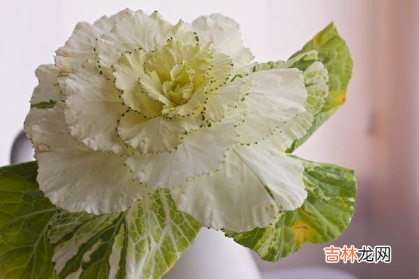01因为是真心爱 为婚外感情而纠结的人常会遇到这两种纠结