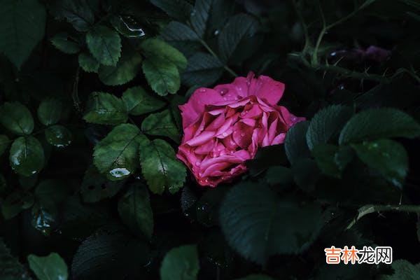 01每个走进婚姻的人 想要婚姻幸福，学会且提升“感受爱”的能力
