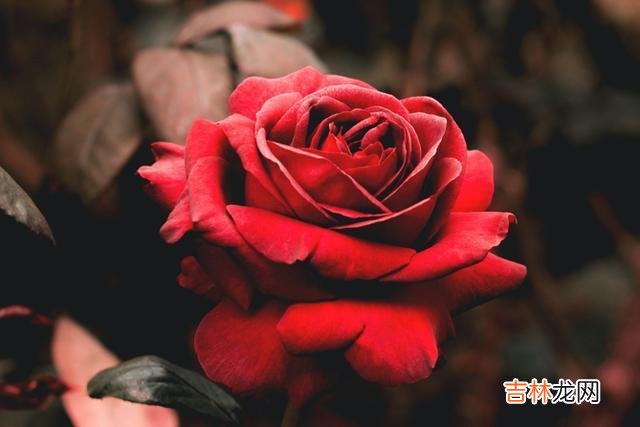 喜欢一个人是无法隐藏的 一个男人对你动了情，会有这三种表现