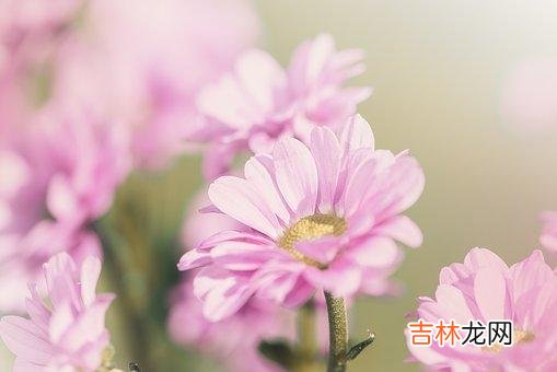 近几年来结婚率逐年下降 找不到合适的人，她们宁可高傲地孤独着，也不愿意将就地结婚