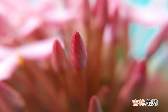 近几年来结婚率逐年下降 找不到合适的人，她们宁可高傲地孤独着，也不愿意将就地结婚