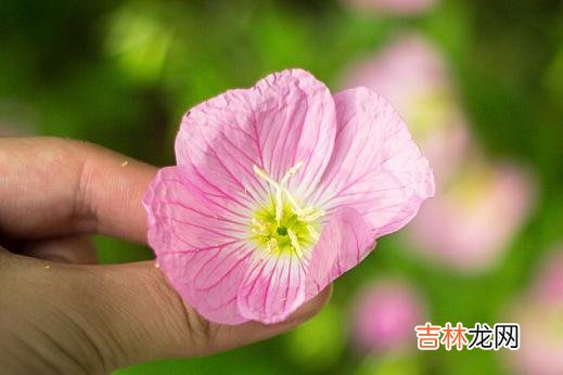 近几年来结婚率逐年下降 找不到合适的人，她们宁可高傲地孤独着，也不愿意将就地结婚