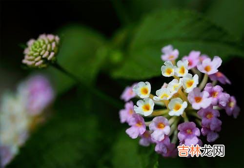 01常会遇到为婚外感情而痛苦和纠结的来访者 一场婚外恋，带给你痛苦中的原因是：爱