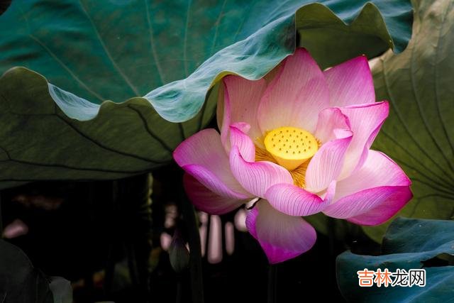 现在这个时代的节奏越来越快 让自己静下来，就需要学会控制自己的情绪
