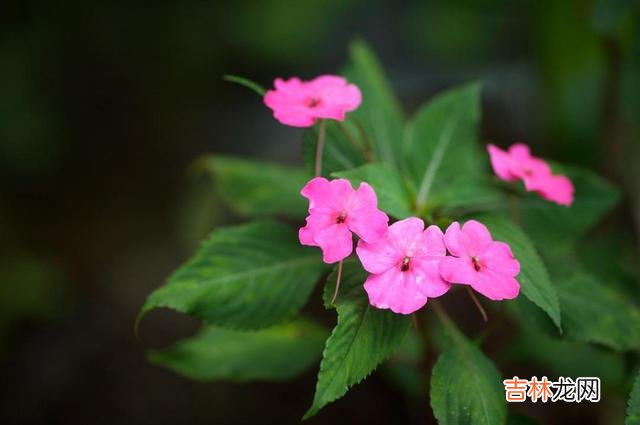 年少的时候总听老辈人说 一个人的思维决定他的格局，有什么样的格局就有什么样的人生